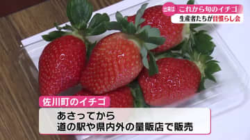 高知県佐川町でイチゴ収穫はじまる 生産者が目慣らし会【高知】