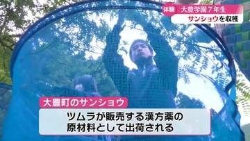《ぴりぴりする！》子供たちがサンショウ収穫体験【高知】