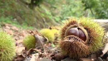 《四万十の秋の味覚》栗の収穫最盛期【高知】