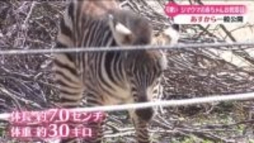 グラントシマウマの赤ちゃん 2月14日から一般公開【高知】