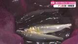 「《太公望、待望！この日を待ちよった！》高知県内の一部河川でアユ漁が解禁【高知】」の画像1