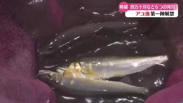 《太公望、待望！この日を待ちよった！》高知県内の一部河川でアユ漁が解禁【高知】