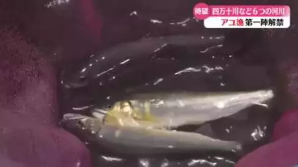 《太公望、待望！この日を待ちよった！》高知県内の一部河川でアユ漁が解禁【高知】