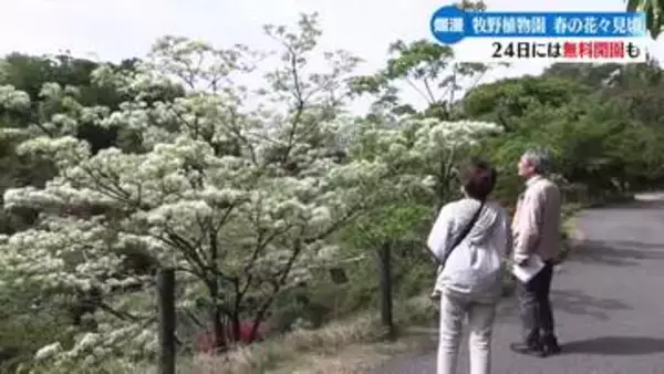 《4月24日はマキノの日で無料開園》高知県立牧野植物園で『なんじゃもんじゃ』やツツジが見頃【高知】