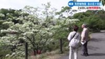 《4月24日はマキノの日で無料開園》高知県立牧野植物園で『なんじゃもんじゃ』やツツジが見頃【高知】