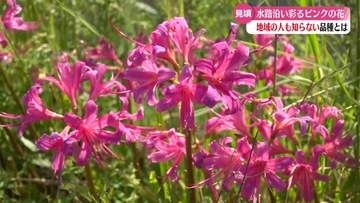 《ピンクのヒガンバナ？》四万十市の水路沿いで見頃【高知】
