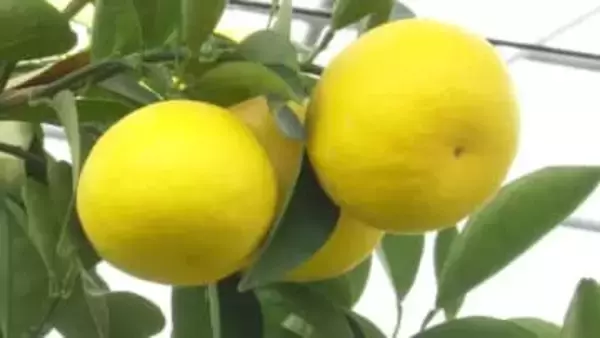 ≪ここ数年で一番の出来≫温室小夏の出荷はじまる 香南市【高知】