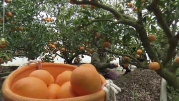 柑橘の女王『せとか』香南市で出荷始まる【高知】