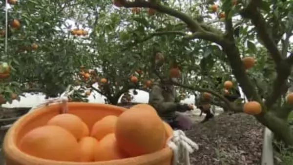 柑橘の女王『せとか』香南市で出荷始まる【高知】