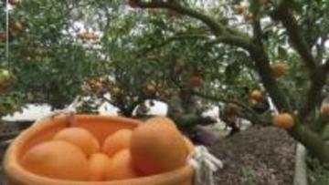 柑橘の女王『せとか』香南市で出荷始まる【高知】