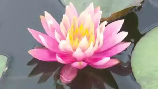 《三原村の星ケ丘公園の池が鮮やかに》星ケ丘公園でスイレン咲き始める【高知】