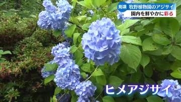 《80種が次々と》高知市の牧野植物園でアジサイ見ごろ【高知】