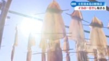 潮風を受けゆらゆらと揺れるイカ スルメイカの一日干し始まる【高知】