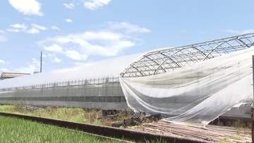 《台風6号農業被害》ビニールハウス破損などで高知県内で1億1800万円被害【高知】