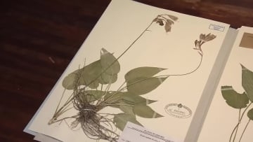 牧野植物園学芸員が新種の植物発見【高知】