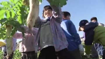 南国市の小学生が4000本のダイコンを収穫【高知】