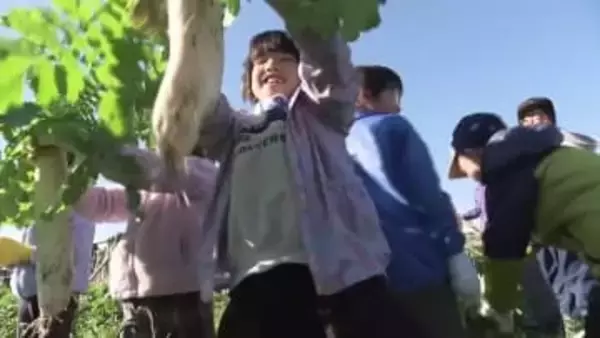 南国市の小学生が4000本のダイコンを収穫【高知】