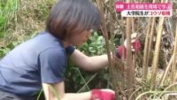 《土佐和紙の文化保全と文化継承モデルを確立していきたい》京都の大学生が楮（コウゾ）の収穫体験【高知】