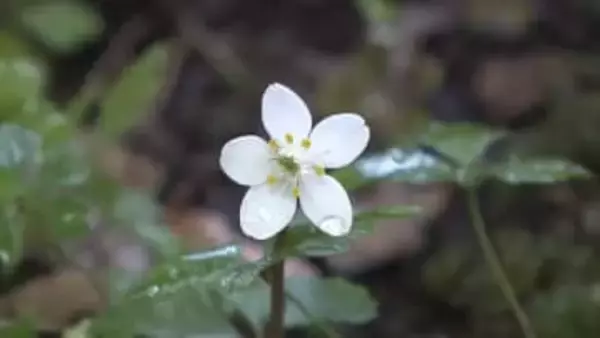 牧野博士が愛したバイカオウレン 見頃迎える 牧野植物園【高知】