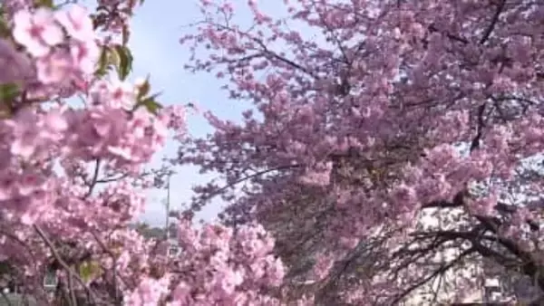 春はすぐそこ！早咲きのサクラ『カワヅザクラ』が高知市で見頃【高知】