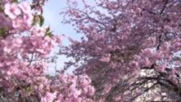 春はすぐそこ！早咲きのサクラ『カワヅザクラ』が高知市で見頃【高知】