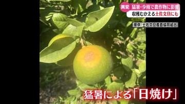 猛暑と少雨が「土佐文旦」に影響　日焼け被害も【高知】