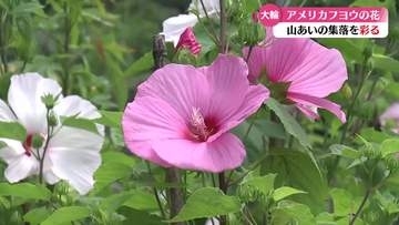 《大きな花びらが特徴》約600本のアメリカフヨウが大輪の花【高知】