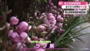 《過去最多！2500株以上を展示》高知県立牧野植物園で2月7日から20回目のラン展開催【高知】