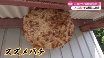 スズメバチの巣の駆除に密着！【高知】