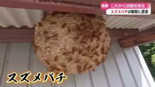 スズメバチの巣の駆除に密着！【高知】