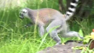 《冷たい氷に夢中》厳しい暑さの中、動物たちにプレゼント【高知】