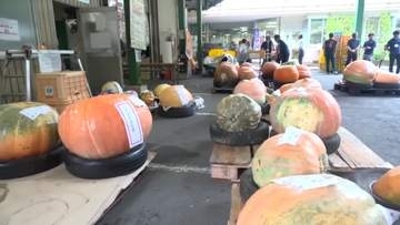《巨大カボチャ集合！》重さ競うユニークな大会【高知】