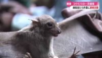 ≪飼育中の300頭以上を一気に≫動物園で恒例のコウモリ一斉捕獲【高知】