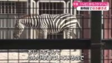 干支の引き継ぎ式 2026年の午年の代表は『シマウマ』に決定【高知】