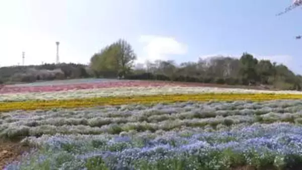 《大月町に広大なお花畑》耕作放棄地が農園に　200種10万株の花々が見ごろ【高知】