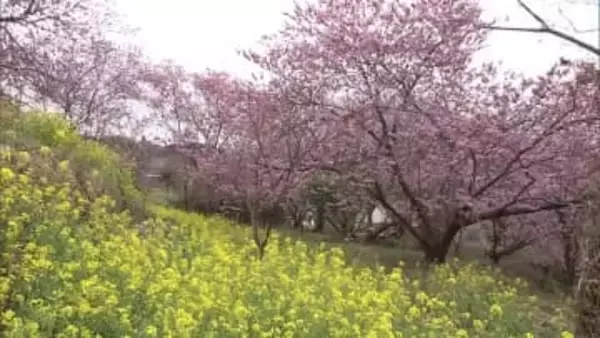 高知県須崎市の雪割り桜が満開 3月初め頃まで楽しめる【高知】