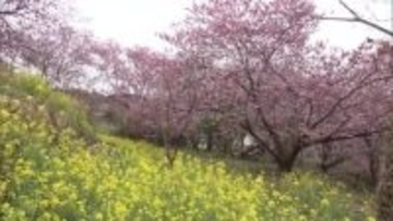 高知県須崎市の雪割り桜が満開 3月初め頃まで楽しめる【高知】