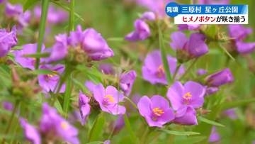《絶滅危惧種》ヒメノボタンが満開 可憐な薄紫の花咲く　三原村【高知】