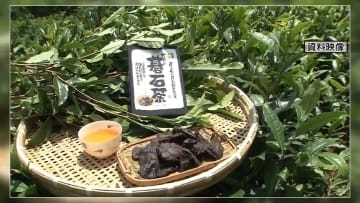 『大豊の碁石茶製造技法』と『久礼八幡宮の御神穀祭』国の重要無形民俗文化財に高知県から2件選ばれる【高知】