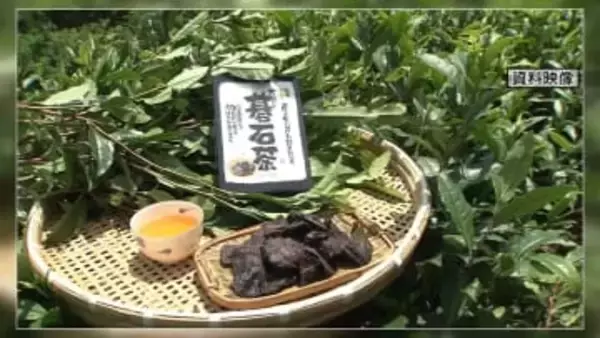 『大豊の碁石茶製造技法』と『久礼八幡宮の御神穀祭』国の重要無形民俗文化財に高知県から2件選ばれる【高知】