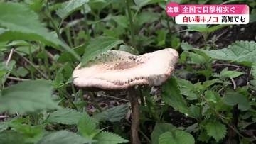《高知市でも確認》白い毒キノコに注意　全国で発生相次ぐ【高知】