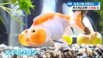 足摺海洋館SATOUMIで『金魚展』開催中【高知】