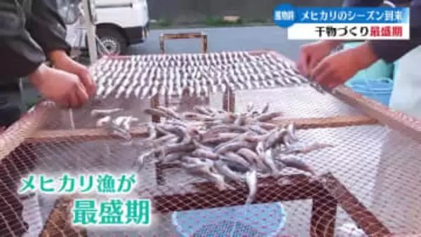 今年は脂乗り良し！高知市御畳瀬でメヒカリの干物作りが最盛期【高知】