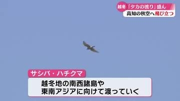 《タカの渡り》高知の秋の空で観測