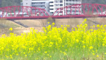 『一面の黄色がきれい』四万十川の河川敷で1000万本の菜の花が見頃 3月15日まで菜の花まつり開催【高知】