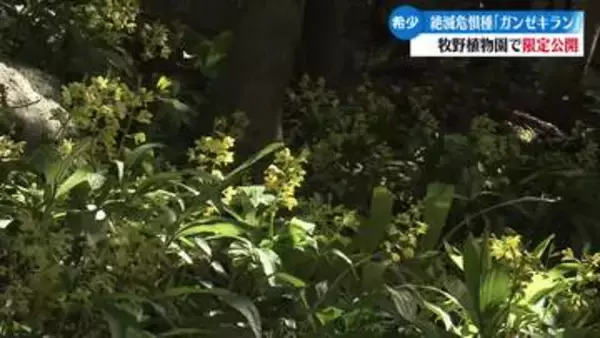 《絶滅危惧種の貴重なラン》ガンゼキラン 高知県立牧野植物園で5000株の群生を公開【高知】