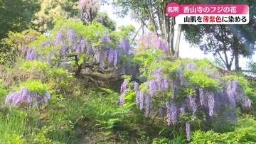 『今年はまたすごくきれい』400本のフジの花 四万十市の公園で見頃【高知】