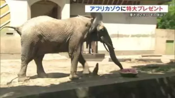 通常の10倍！82kgのジャンボスイカを10分で完食　アフリカゾウに涼をプレゼント