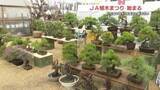 「ＪＡ植木まつり始まる　盆栽や果樹の苗が人気　揚げたての芋天ぷらに鮎の塩焼きも・・」の画像1