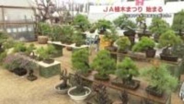 ＪＡ植木まつり始まる　盆栽や果樹の苗が人気　揚げたての芋天ぷらに鮎の塩焼きも・・